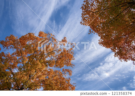 Autumn forest background. Vibrant colorful trees foliage in fall park. Nature change leaves in October season 121358374