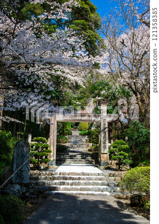Cherry blossoms blooming at the Nichiren sect Shingyo Dojo (vertical) 121358385
