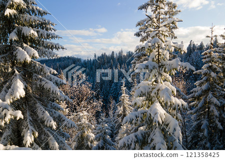 Aerial winter landscape with spruse trees of snow covered forest in cold mountains in the evening. Aerial winter landscape with spruse trees of snow covered forest in cold mountains in the evening. 121358425