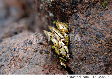 Kamenote 是一種海邊美食，與螃蟹和蝦子一樣屬於甲殼類動物。 121358806