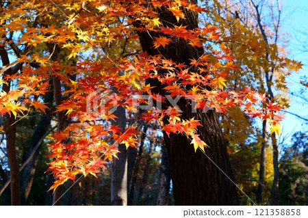 Autumn leaves of maple Autumn leaves of maple 121358858