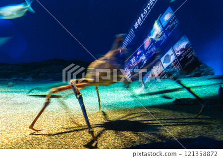 Spider crab at Aqua World Oarai Spider crab at Aqua World Oarai 121358872