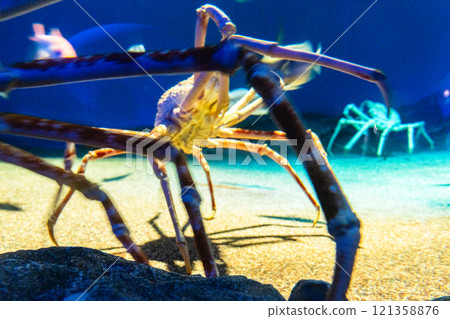 Spider crab at Aqua World Oarai Spider crab at Aqua World Oarai 121358876