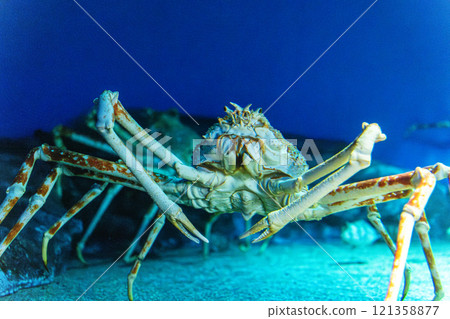 Spider crab at Aqua World Oarai 121358877