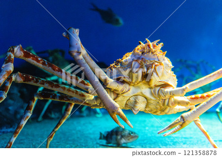 Spider crab at Aqua World Oarai Spider crab at Aqua World Oarai 121358878