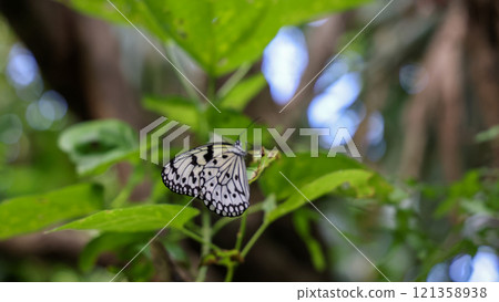 The Idea leuconoe, known as the largest butterfly in Japan and found in Okinawa Prefecture 121358938