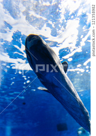 大洗水世界的翻車魚 121358982