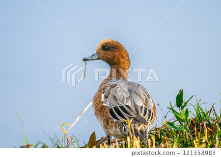 Hydrigamo在水邊 121358983