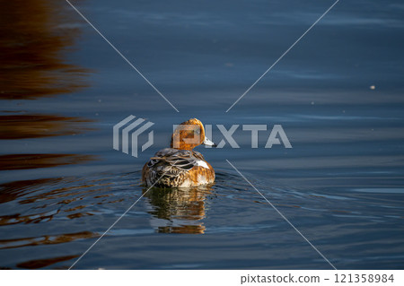 Wigeon swimming in a pond 121358984