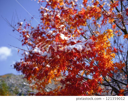 Snow falls on the leaves 121359012