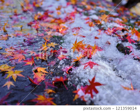 雪落在秋天的樹葉上 雪落在秋天的樹葉上 121359014