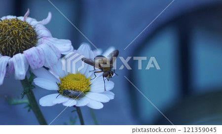 Shinahiratana 蒼蠅從岩菊吸食花蜜 Shinahiratana 蒼蠅從岩菊吸食花蜜 121359045