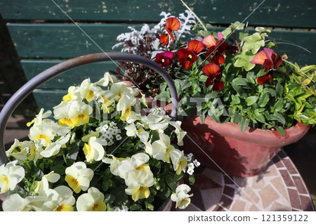 Viola plantings and pots Viola plantings and pots 121359122