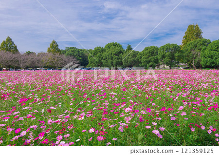 Kirin Garden: A famous spot for cosmos 121359125