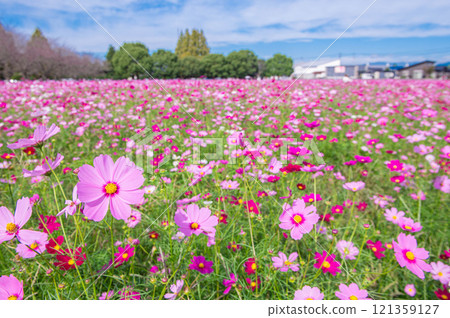 Kirin Garden: A famous spot for cosmos 121359127