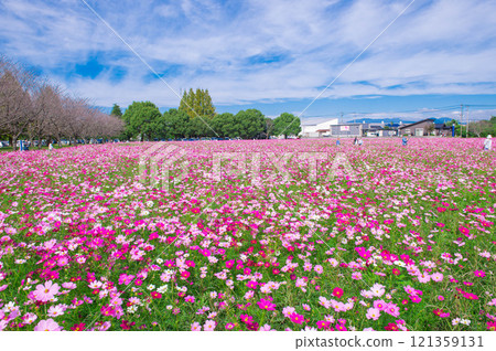 Kirin Garden: A famous spot for cosmos 121359131