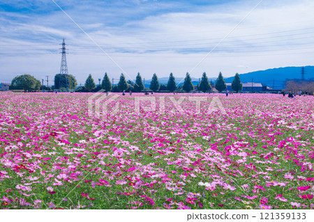 長頸鹿花園,著名的波斯菊觀賞地 長頸鹿花園,著名的波斯菊觀賞地 121359133