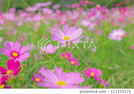 長頸鹿花園,著名的波斯菊觀賞地 長頸鹿花園,著名的波斯菊觀賞地 121359178