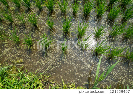 Rice fields in Saitama Prefecture in June 121359497