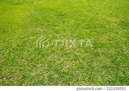 埼玉縣六月的草坪 121359501