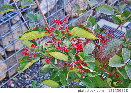 Red Viburnum (Autumn, November) 121359518