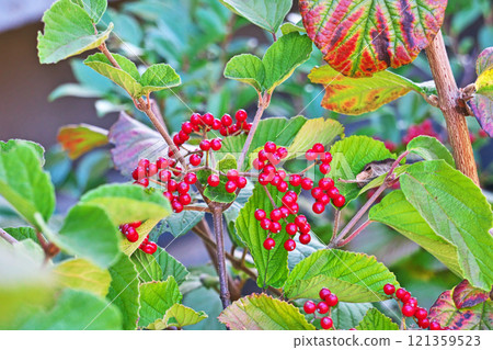 Red Viburnum (Autumn, November) Red Viburnum (Autumn, November) 121359523