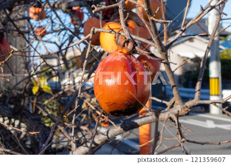 日本深秋的柿子已經熟透了 121359607