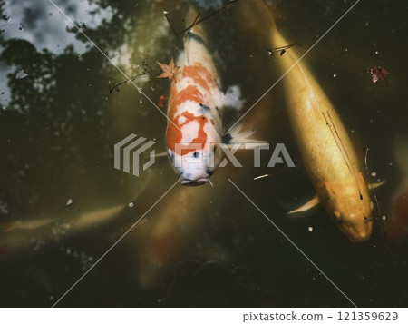 Carp of Okayama Korakuen 121359629
