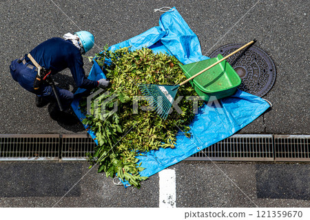 A gardener in a helmet and work clothes is collecting pruned twigs and wrapping them in a plastic sheet. A gardener in a helmet and work clothes is collecting pruned twigs and wrapping them in a plastic sheet. 121359670