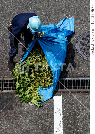 A gardener in a helmet and work clothes is collecting pruned twigs and wrapping them in a plastic sheet. A gardener in a helmet and work clothes is collecting pruned twigs and wrapping them in a plastic sheet. 121359672