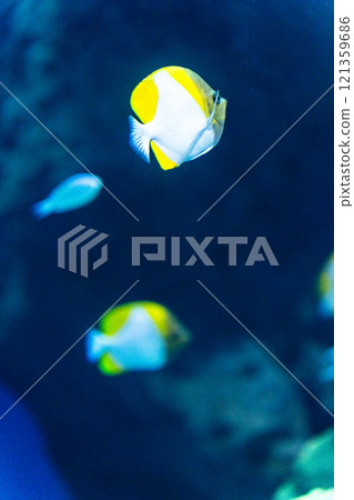 Pyreus Butterflyfish at Aqua World Oarai 121359686