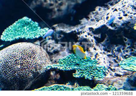 水世界大洗的霞蝴蝶魚 121359688