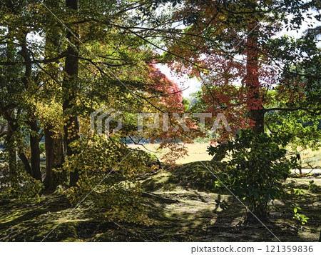 Okayama Korakuen Autumn leaves 121359836