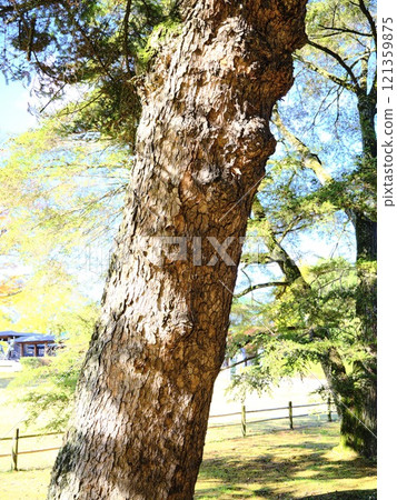 Korakuen Pine Korakuen Pine 121359875