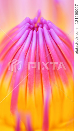 Close-up of Vibrant Water Lily - Stunning Macro Photography for Nature-Themed Decor and Botanical Studies Close-up of Vibrant Water Lily - Stunning Macro Photography for Nature-Themed Decor and Botanical Studies 121360007