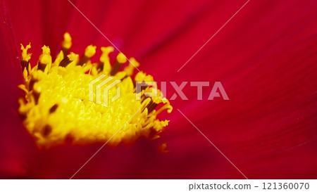 A vibrant close-up of a red flower with a bright yellow center, showcasing intricate details of its stamen and textured petals. A vibrant close-up of a red flower with a bright yellow center, showcasing intricate details of its stamen and textured petals. 121360070