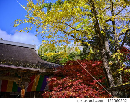 《Kochi Prefecture》 Autumn leaves of Chikurinji Temple 121360232