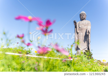 Ushiku Buddha and cosmos field 121360243