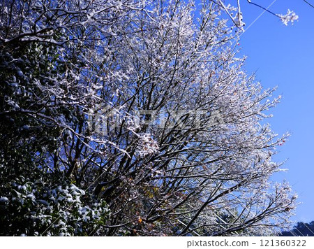 祖谷有雪 121360322