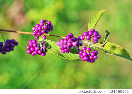 Late autumn Berries (Autumn, November) 121360361