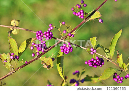Late autumn Berries (Autumn, November) Late autumn Berries (Autumn, November) 121360363