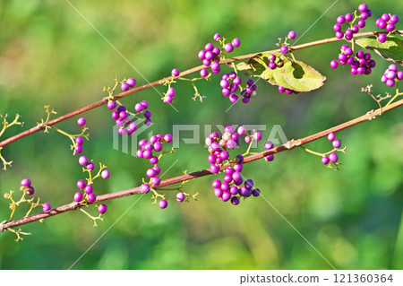 Late autumn Berries (Autumn, November) Late autumn Berries (Autumn, November) 121360364