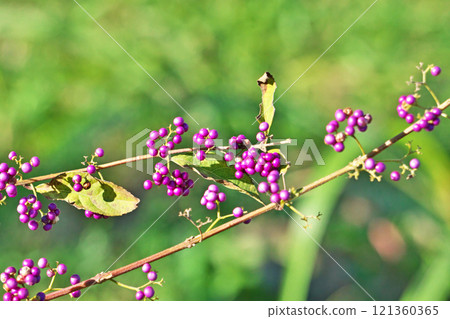 Late autumn Berries (Autumn, November) Late autumn Berries (Autumn, November) 121360365