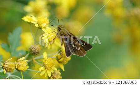 A skipper butterfly sucking nectar from a dwarf daisy A skipper butterfly sucking nectar from a dwarf daisy 121360366