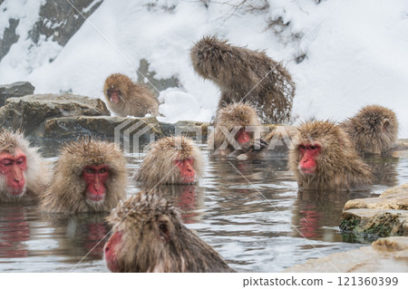 雪猴(地獄谷雪猴公園) 雪猴(地獄谷雪猴公園) 121360399