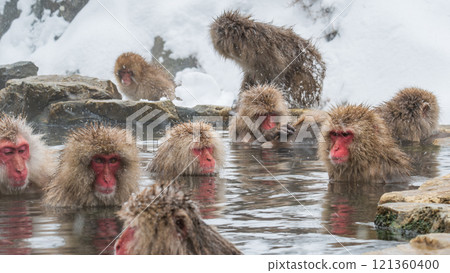 Snow Monkey (Jigokudani Monkey Park) 121360400