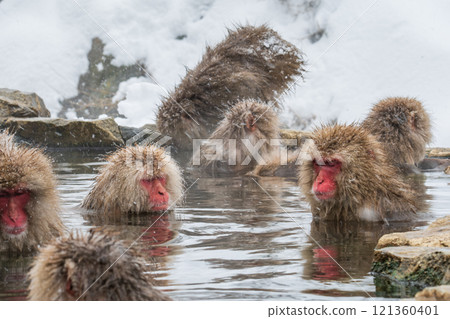 Snow Monkey (Jigokudani Monkey Park) 121360401