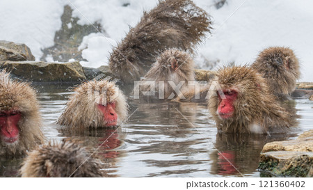 Snow Monkey (Jigokudani Monkey Park) Snow Monkey (Jigokudani Monkey Park) 121360402