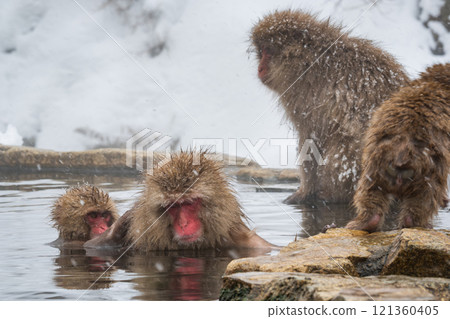 Snow Monkey (Jigokudani Monkey Park) Snow Monkey (Jigokudani Monkey Park) 121360405