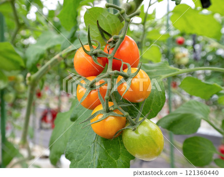 在溫室中種植櫻桃番茄 在溫室中種植櫻桃番茄 121360440